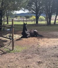 Atelier expérientiel avec le cheval à Vidauban (83)